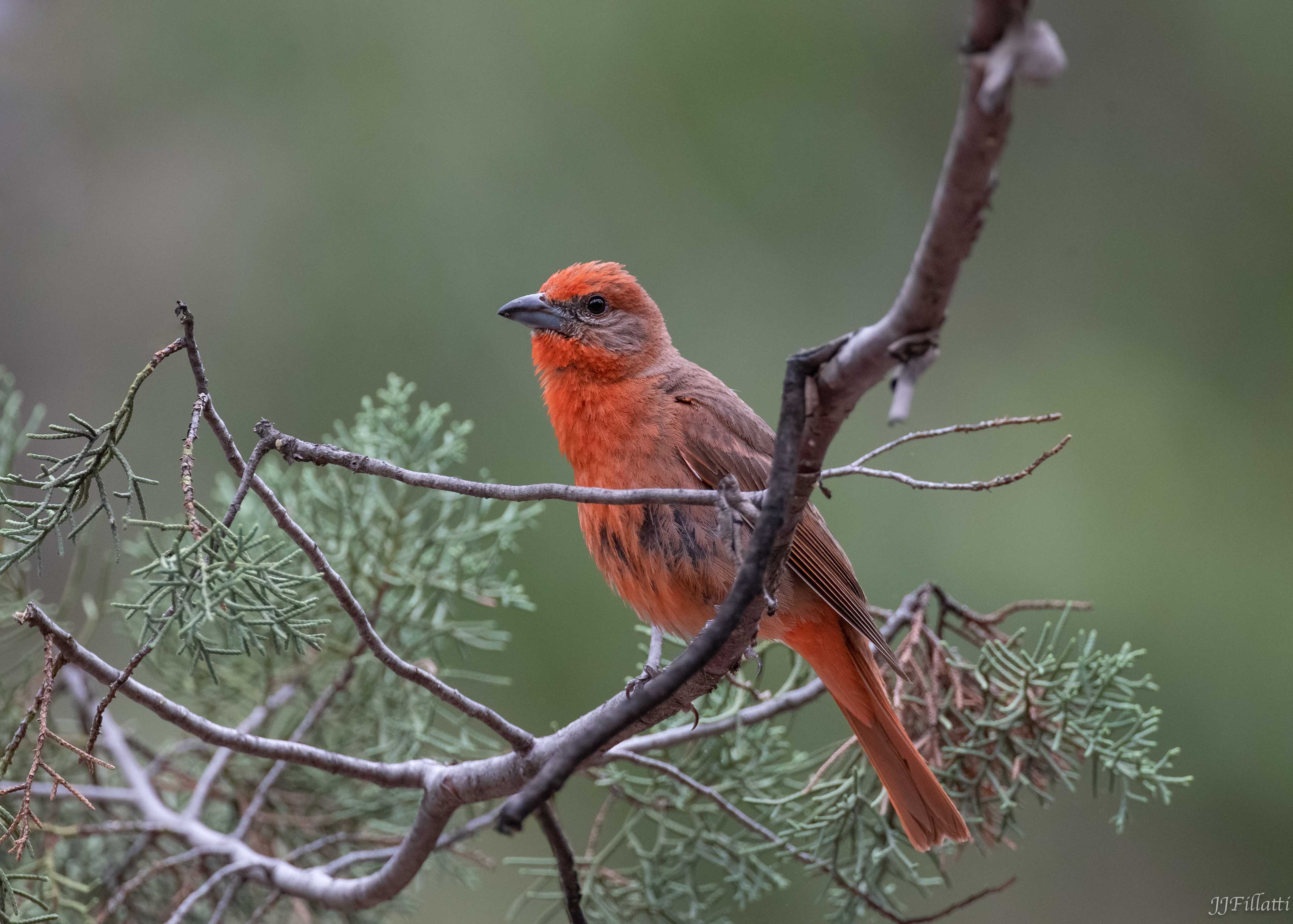 bird of arizona image 43